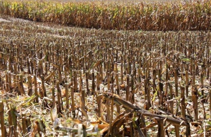 Habría fenómeno de El Niño en segundo trimestre de 2019