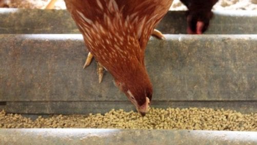 Colombia: gallinas fin de ciclo suman 61,000 t de carne