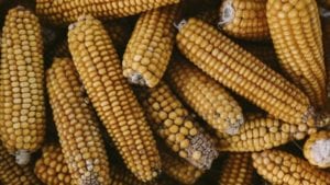 Pronaca busca aumentar suministro local de maíz amarillo