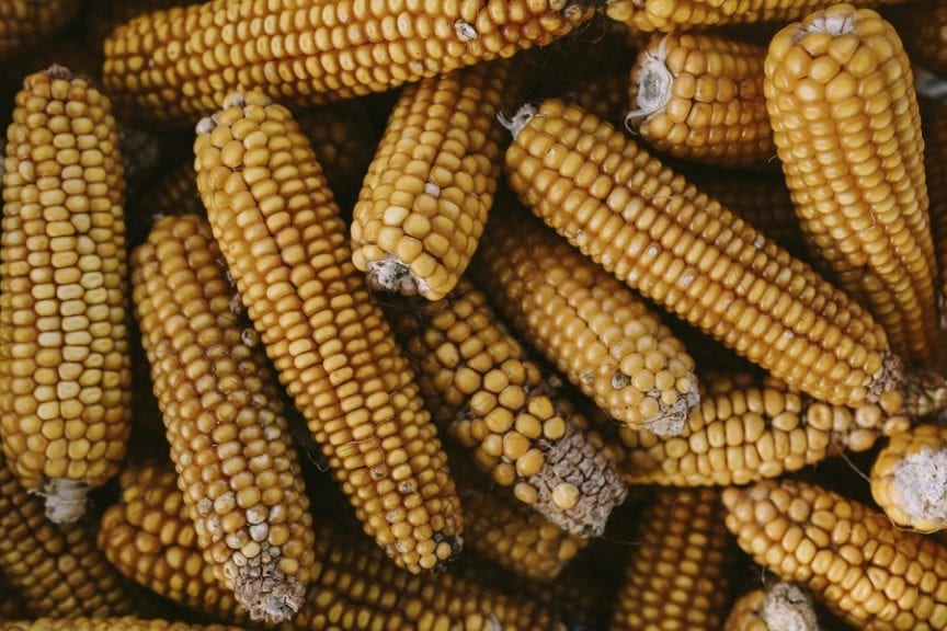 Conave se queja por nuevo precio del maíz en Ecuador