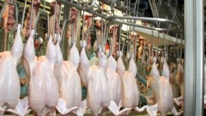 Brasil: caen levemente exportaciones de pollo en septiembre