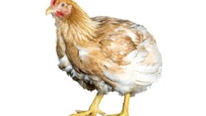 10 consejos para alimentar pollos de lento crecimiento
