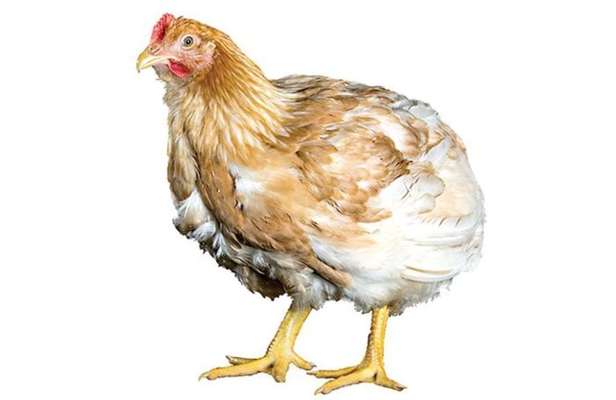 10 consejos para alimentar pollos de lento crecimiento