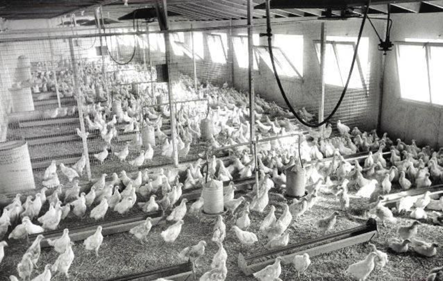 Historia de la industria del pollo de engorda en EUA