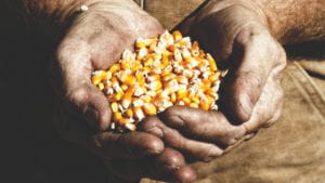 Gobierno boliviano compra parte de la cosecha maicera