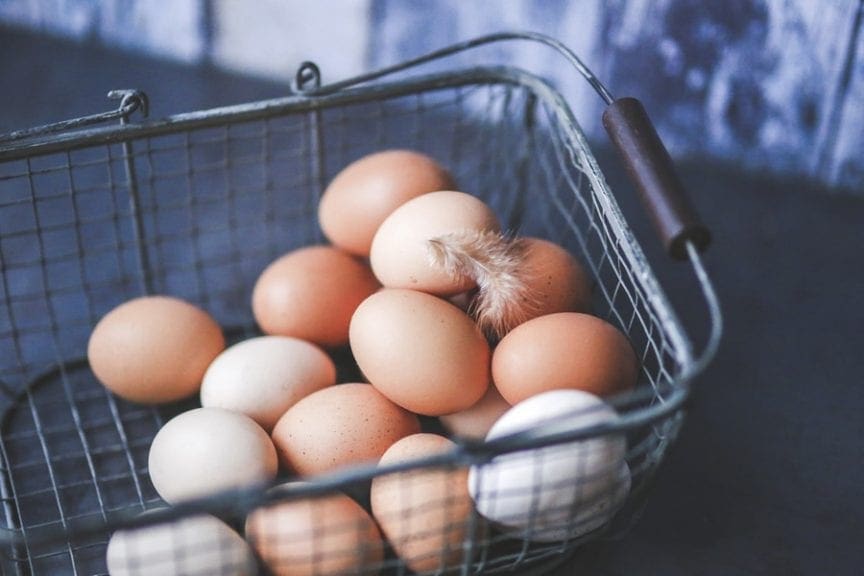 5 aspectos clave en la nutrición de gallinas de postura