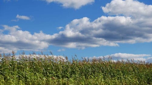 Adisseo lanza estudio de micotoxinas del maíz de Brasil en 2019