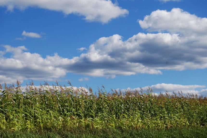 Adisseo lanza estudio de micotoxinas del maíz de Brasil en 2019