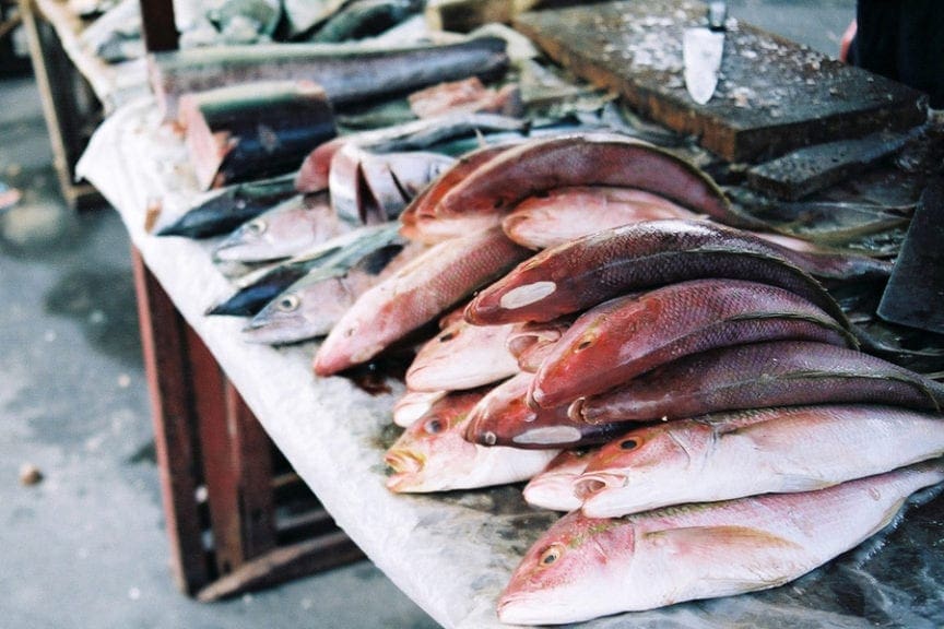 Pescado, lácteos y pollo: mayores transmisores de enfermedades