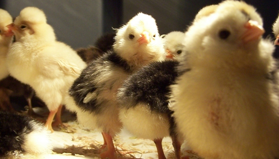 4 aspectos esenciales para prevenir enfermedades aviares