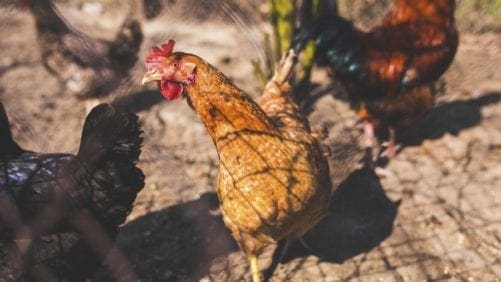 Un ‘Comando Granja’ vigila traspatios en Colombia