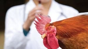 Células editadas de pollo resisten a influenza aviar