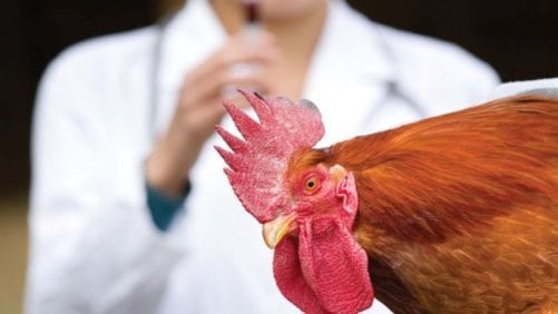 Enfermedades aviares emergentes, tema en Colombia