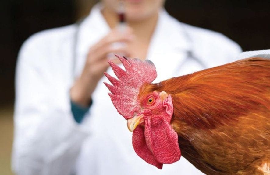 Células editadas de pollo resisten a influenza aviar