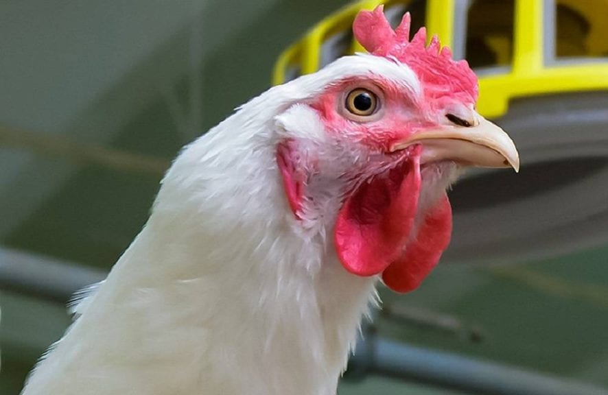 Huracán Florence deja 3.4 millones de pollos muertos