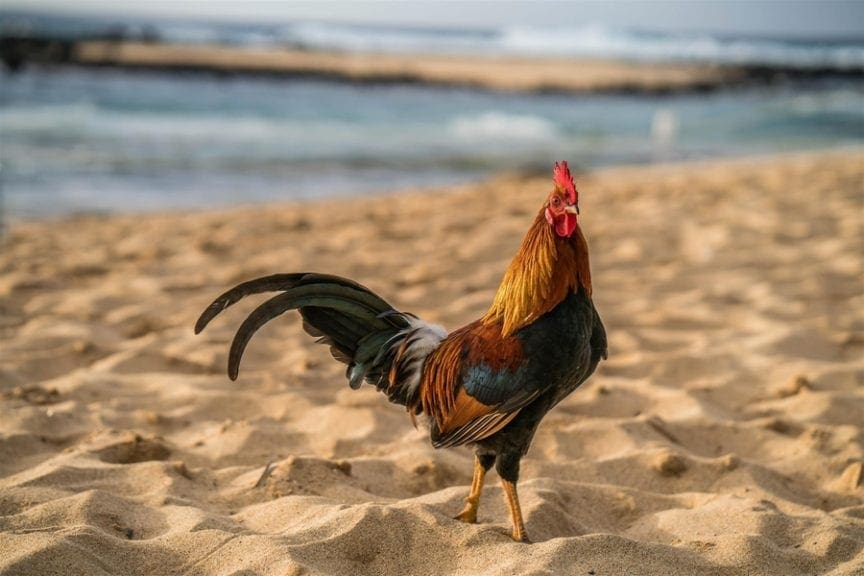 En el mar, ¿la avicultura sería más sabrosa?