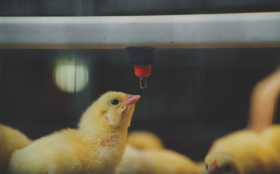 Más estrictos con sanidad avícola Costa Rica y Nicaragua