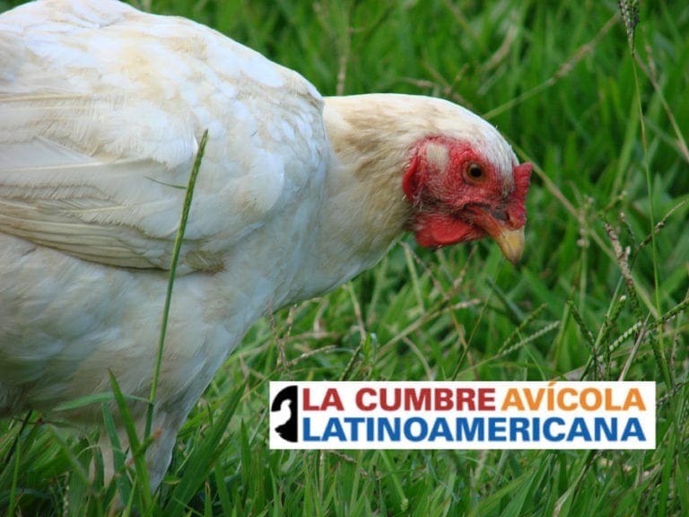 Abren inscripciones para la Cumbre Avícola Latinoamericana