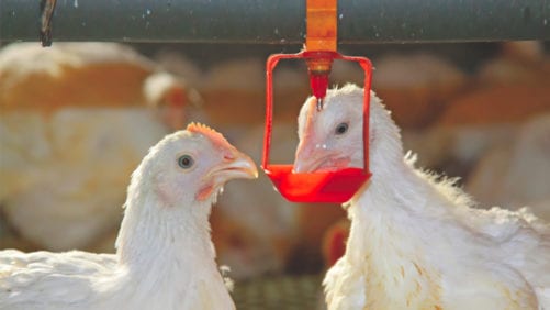 Agua y salud intestinal en aves sin antibióticos