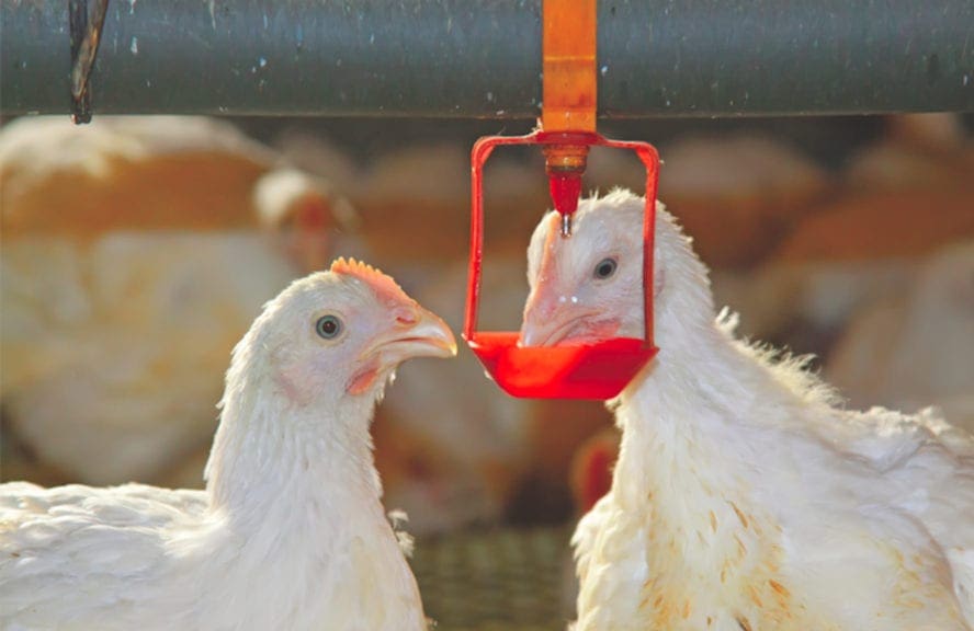 Manejo de enteritis necrótica en pollos sin antibióticos