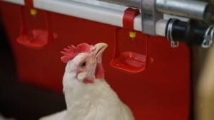 Agua y nutrición avícola: base de la producción y eficiencia