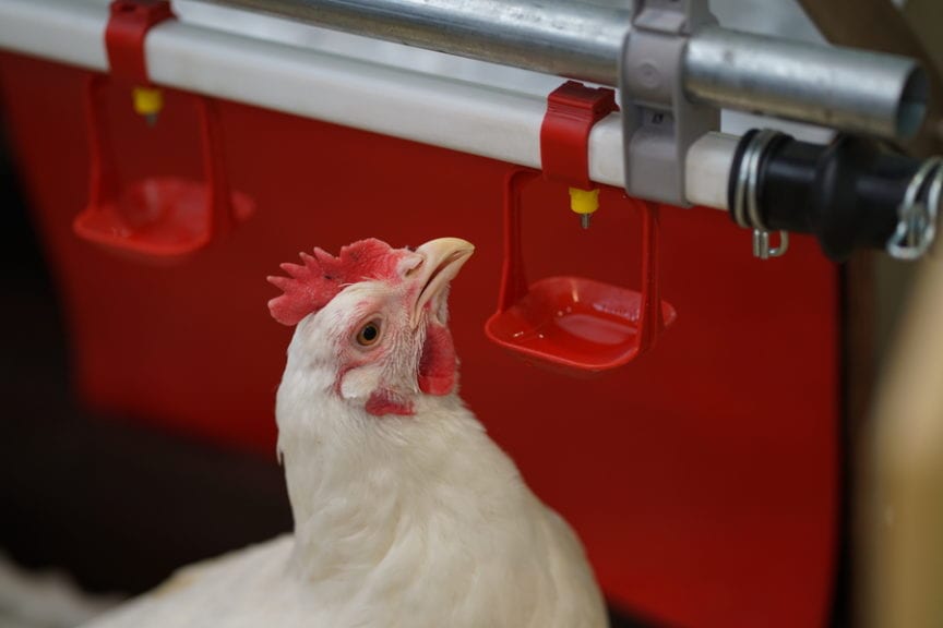 Agua y nutrición avícola: base de la producción y eficiencia