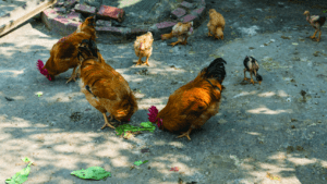 Sistemas alternativos avícolas, ¿son sostenibles?