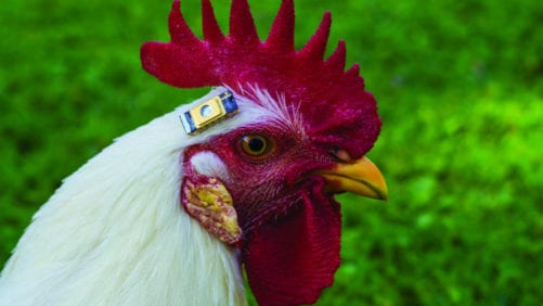 4 perspectivas avícolas sobre bioestadística y ‘big data’