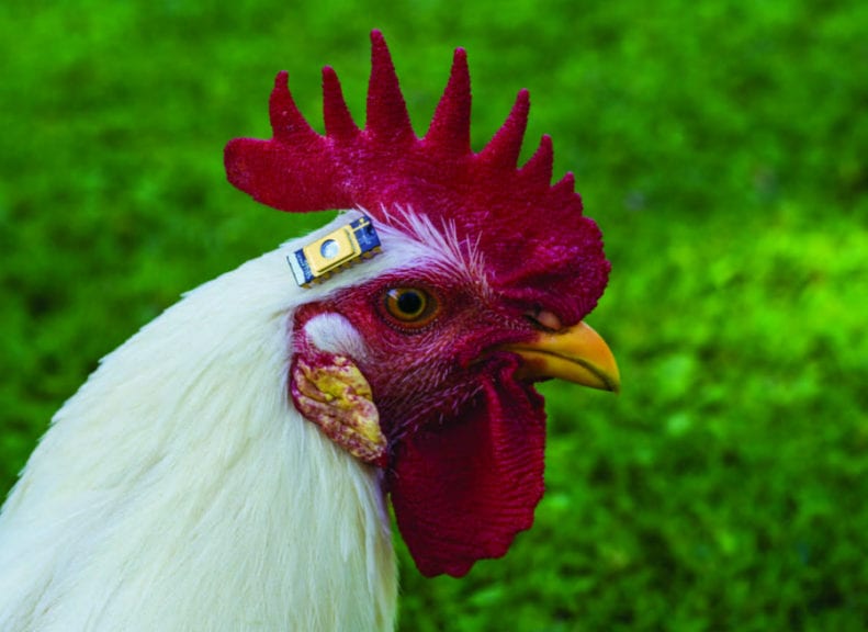 4 perspectivas avícolas sobre bioestadística y ‘big data’