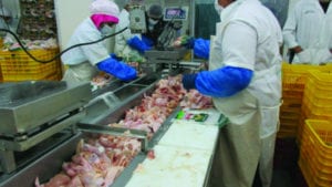 Cómo garantizar un empaque eficiente de pollo procesado