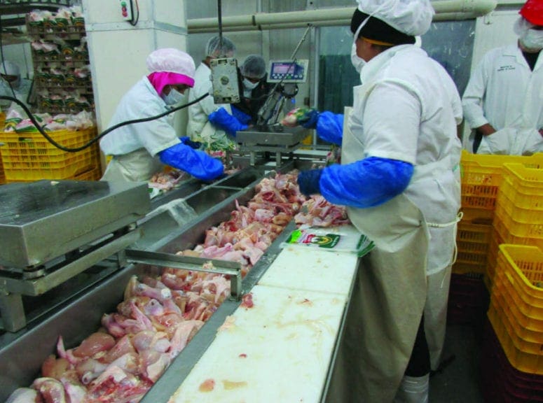 Cómo garantizar un empaque eficiente de pollo procesado