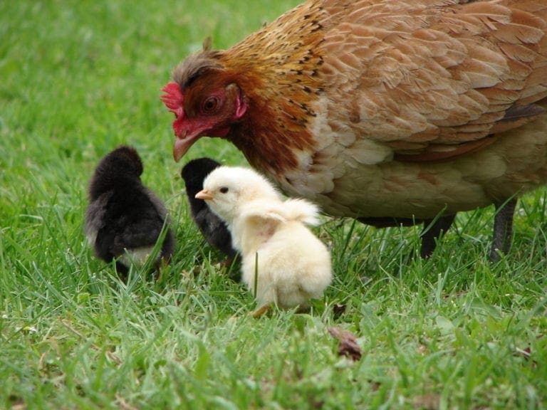 Mamá gallina podría oler también a productividad