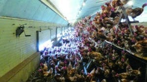 Huevos tradicionales y ‘free-range’ en la misma granja
