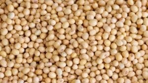 Avicultores bolivianos piden definir cupos de soya