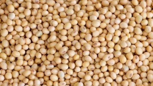 Avicultores bolivianos piden definir cupos de soya