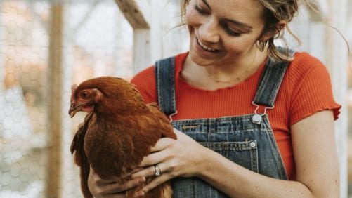 5 buenas y solidarias noticias de avícolas colombianas