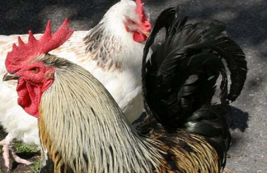 Dos focos más de influenza aviar notificados en México