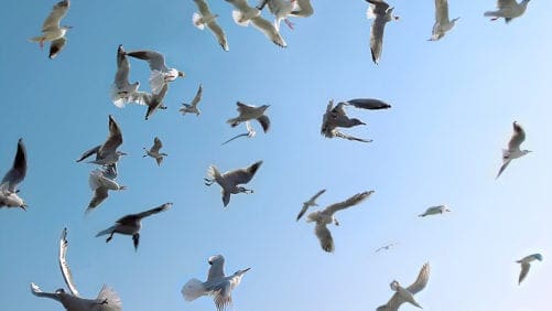 Científicos españoles a cargo de controlar gripe aviar
