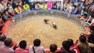 Congreso de Estados Unidos prohibe peleas de gallos