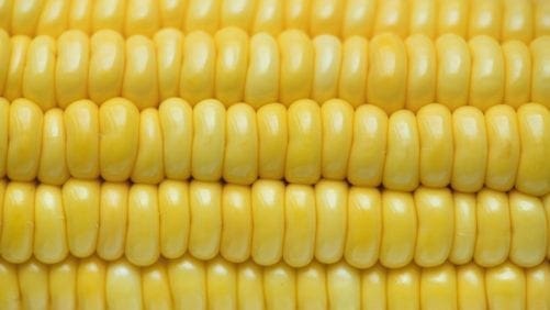 Solubles de destilería de maíz para pigmentación en aves