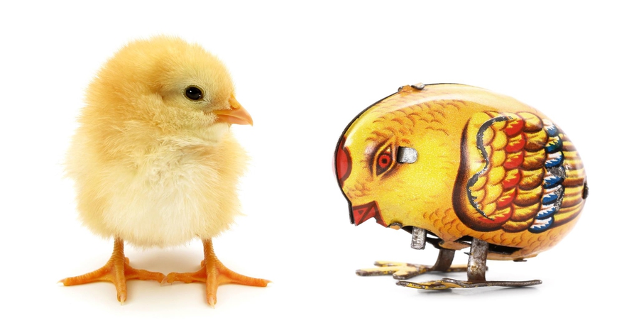 Pollos o gallinas cíborg en el futuro
