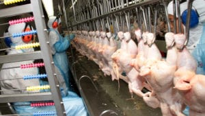 Baja producción de pollo en Latinoamérica, sube la de huevo
