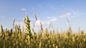 Posible choque entre EE UU y Brasil por impuesto al trigo