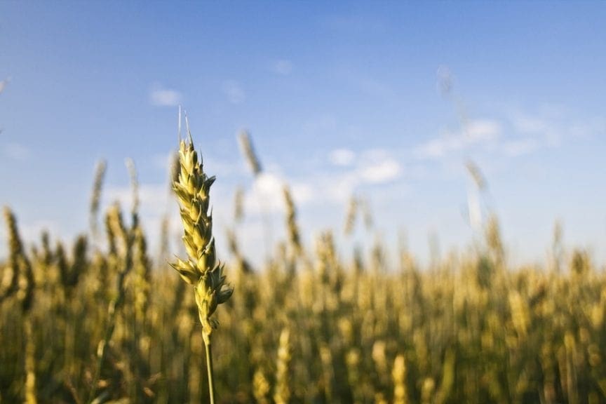 Resultados de la Encuesta Mundial de Micotoxinas Biomin 2018