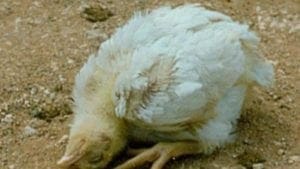 Avicultura alternativa: regresan enfermedades del pasado