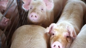 Peste porcina abriría oportunidades para España en China