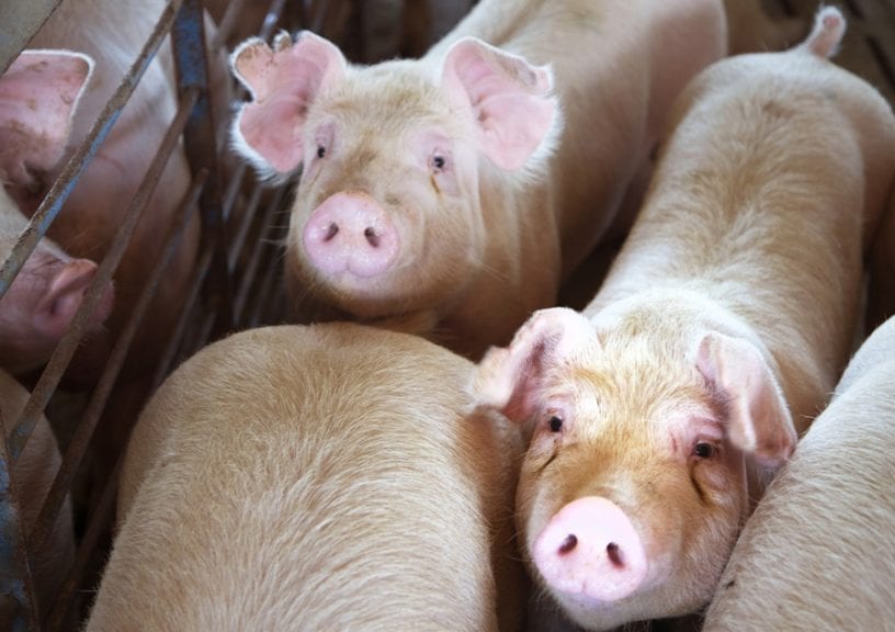 Hong Kong y C. de Marfil, destinos del cerdo colombiano