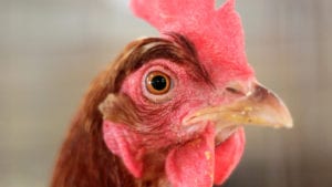 66 estadísticas de la avicultura en Latinoamérica en 2018