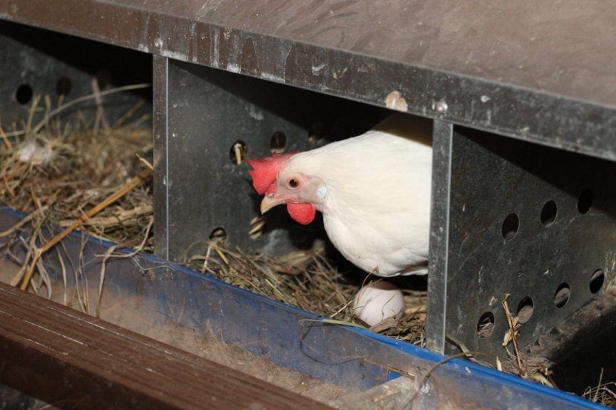 UNAM: patente reduciría pérdidas por huevos quebrados