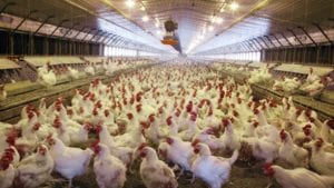 China baja aranceles al pollo, Sudáfrica los subiría